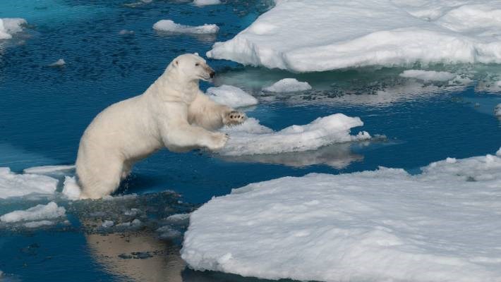 Yüzyılın sonu itibariyle kutup ayılarının soyu neredeyse tükenebilir